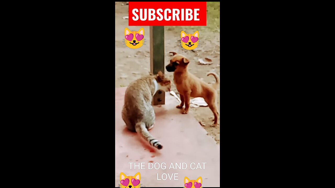 Cat And Little Puppy Funny 🤣 Moment Cat And dog 🐶