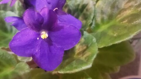 Beautiful Sparkling Purple African flowers Sprout for Halloween sep 24 2023