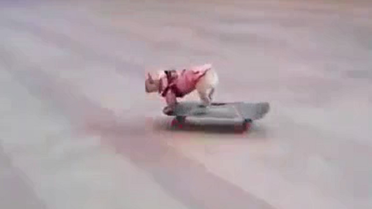 A dog on a skateboard. Very funny!