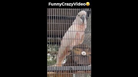 Mr FunnyCrazyVideo😂 Just Incredible Video Funny and Crazy #Like Follow for Follow 🥰