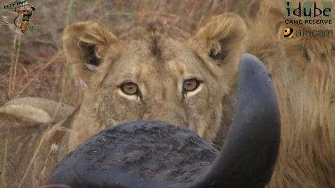 Lions, Elephants, And A Fallen Buffalo