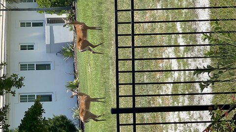 Deer having some fun in Florida.