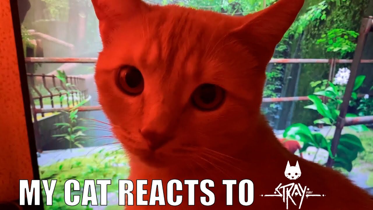 CRAZY CAT REACTS TO STRAY