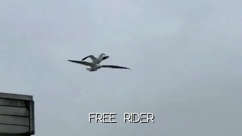 FREE RIDER