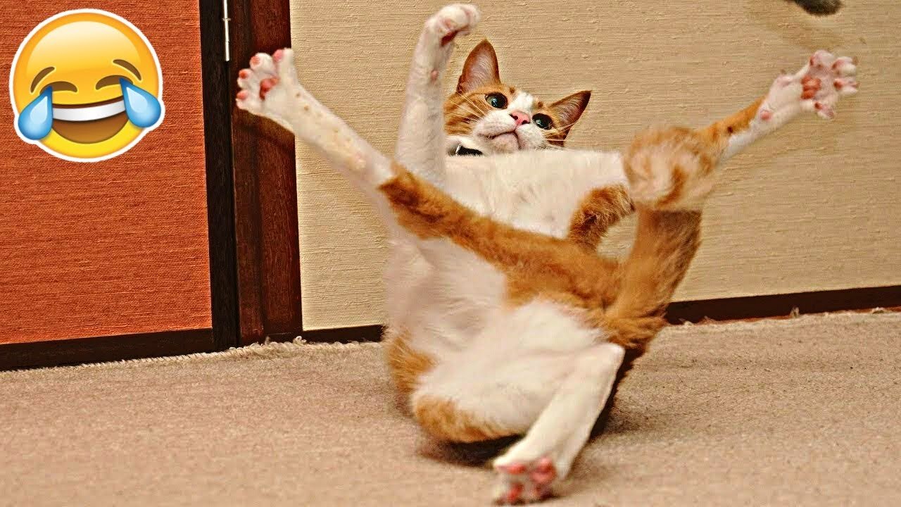 Funniest Cats and Dogs 😺🐶 Funny Animals 2023