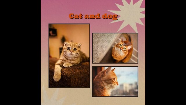 #funny #cute β€ #cats and #dogs πΆπ± part 1
