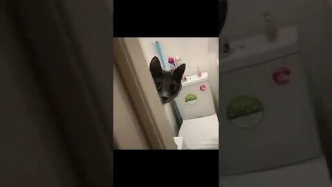 Pretty cat funny video #shorts #cat