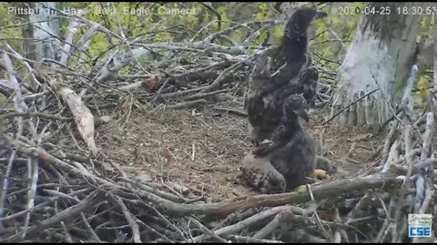 Hays Eagles H11 standing and walking 2020 04 25 18 30 12 050