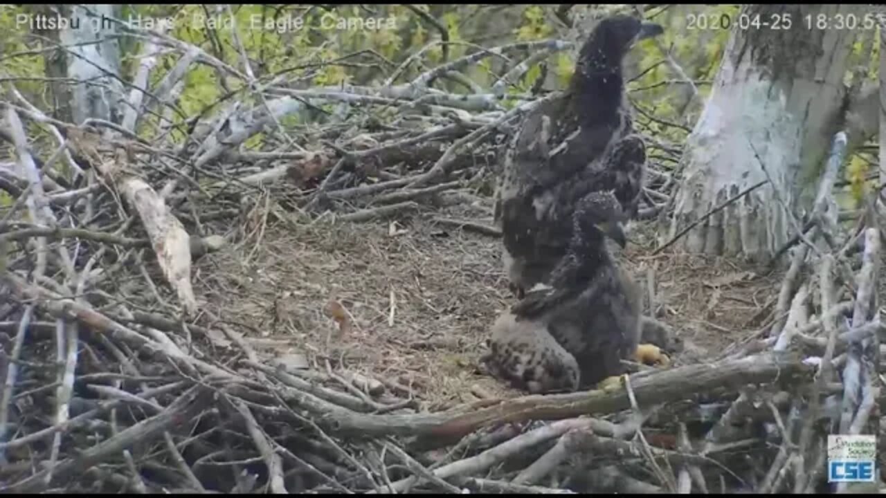 Hays Eagles H11 standing and walking 2020 04 25 18 30 12 050