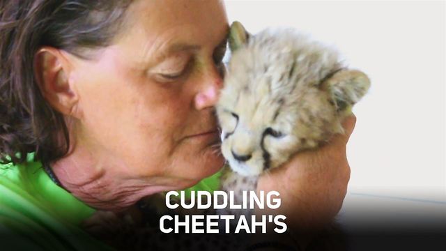 Cheetah love: a race for survival