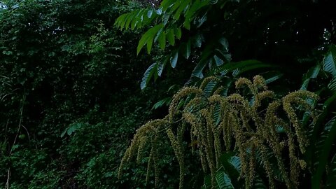 Sons de Chuva Ambiente Tropical