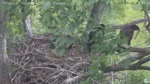 Hays Eagles H13 "I'll just scoot out here on the branch little by little" 2021 05 24 16:53