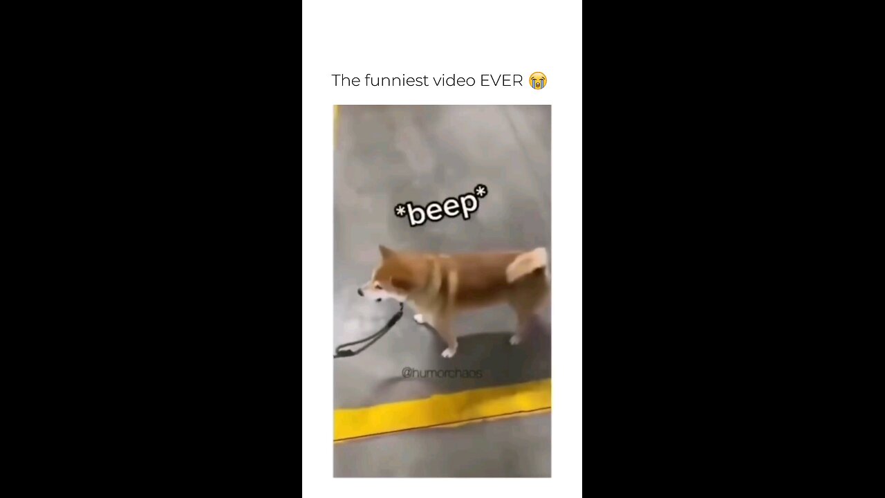 funny dogs😂😂 part4