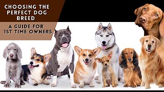 Choosing the Perfect Dog Breed: A Guide for First-Time Owners