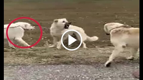 Kangal and Shepherd Dogs Vs