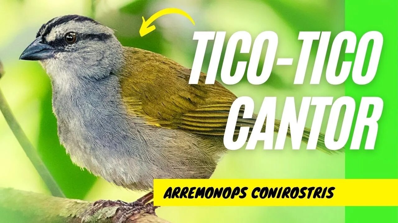 TICO-TICO CANTOR e Seu Canto - Canto Maravilhoso desta Espécie de Tico-Tico