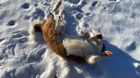 St Bernard making snow angels