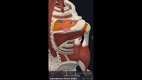 Supraspinatus