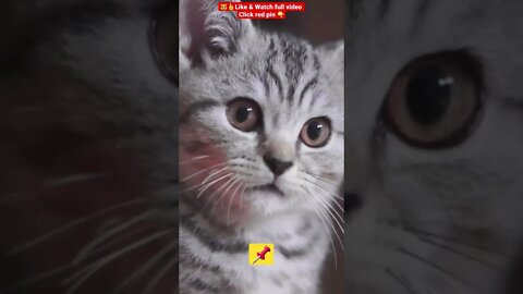 cute cat videos 😹funny videos 😂1330😻#shorts #catvideos #funnycatsvideos #cat #funny_cat #kity