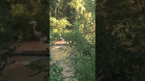 Great blue heron 0