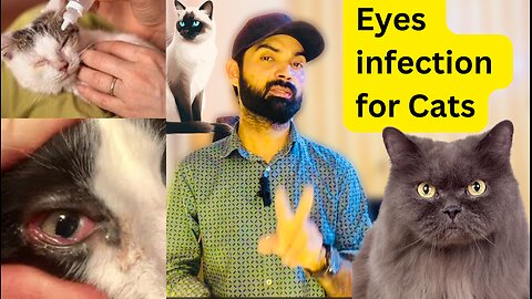 Eye Infection in Cats Home Treatment