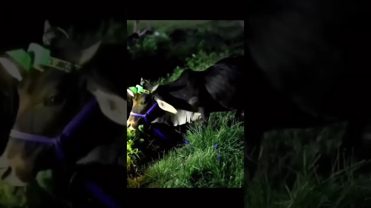 24 Hour Economy be Like 🐮🐄 #shorts #animals