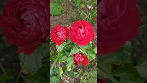 Red ranunculus