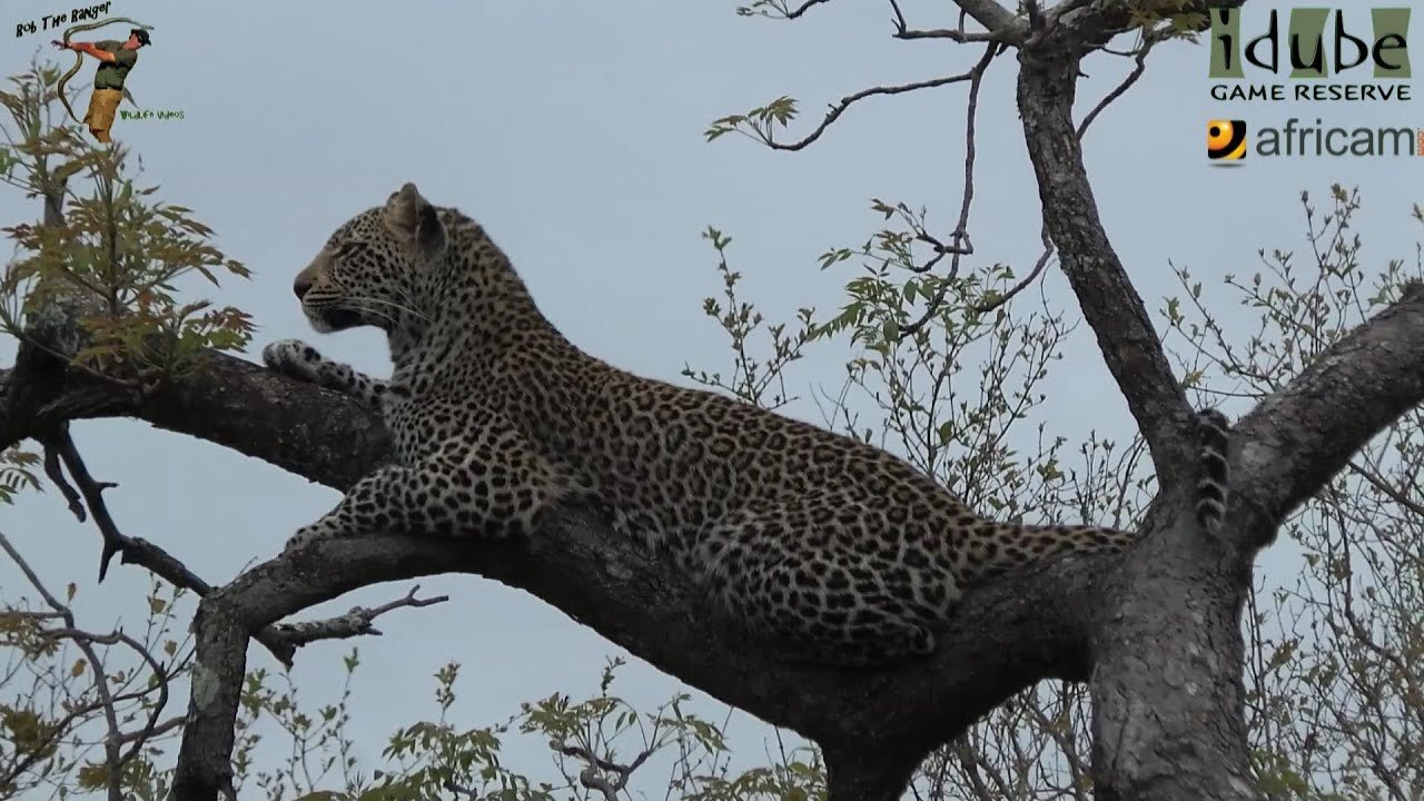 Scotia Female Leopard - Year 2, Becoming Independent - 4: Watching Mum In The Distance