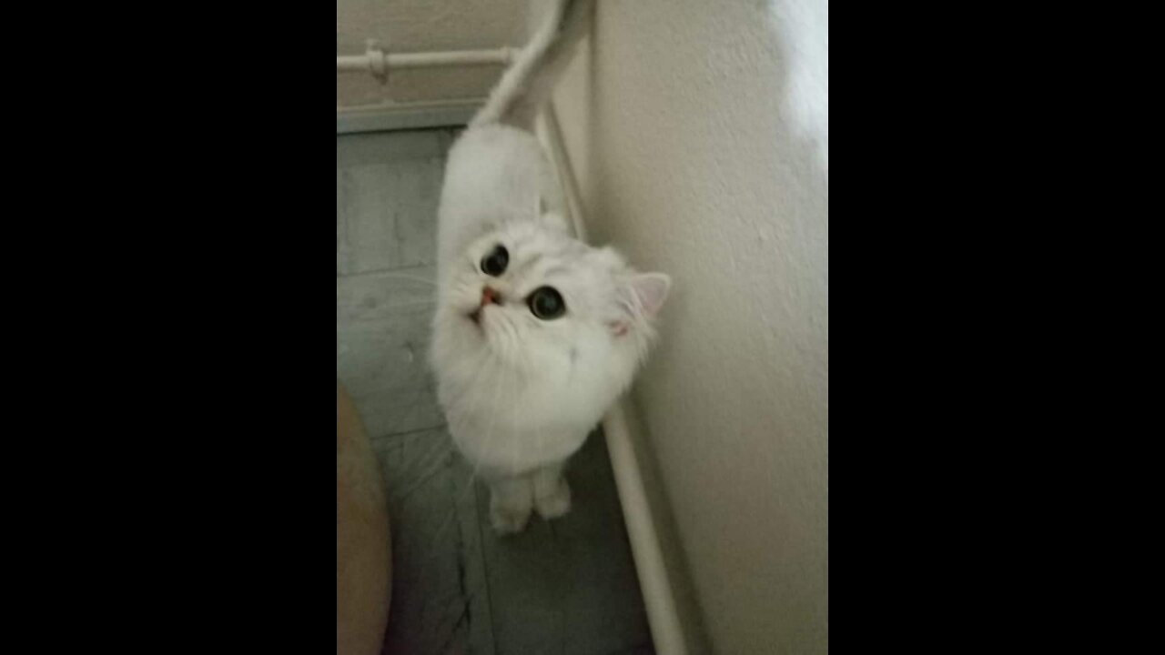 little kitten eats ameal