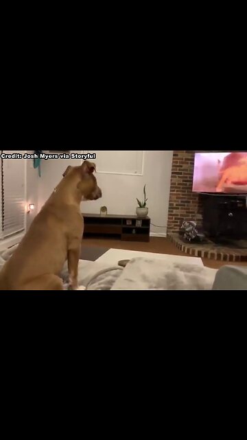 Puppy watching lion king and has feeling and sympathy #cuteanimals