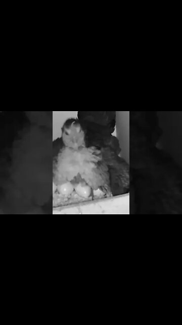 BABY CHICKS owner putting chick and eggs under hen for warmth