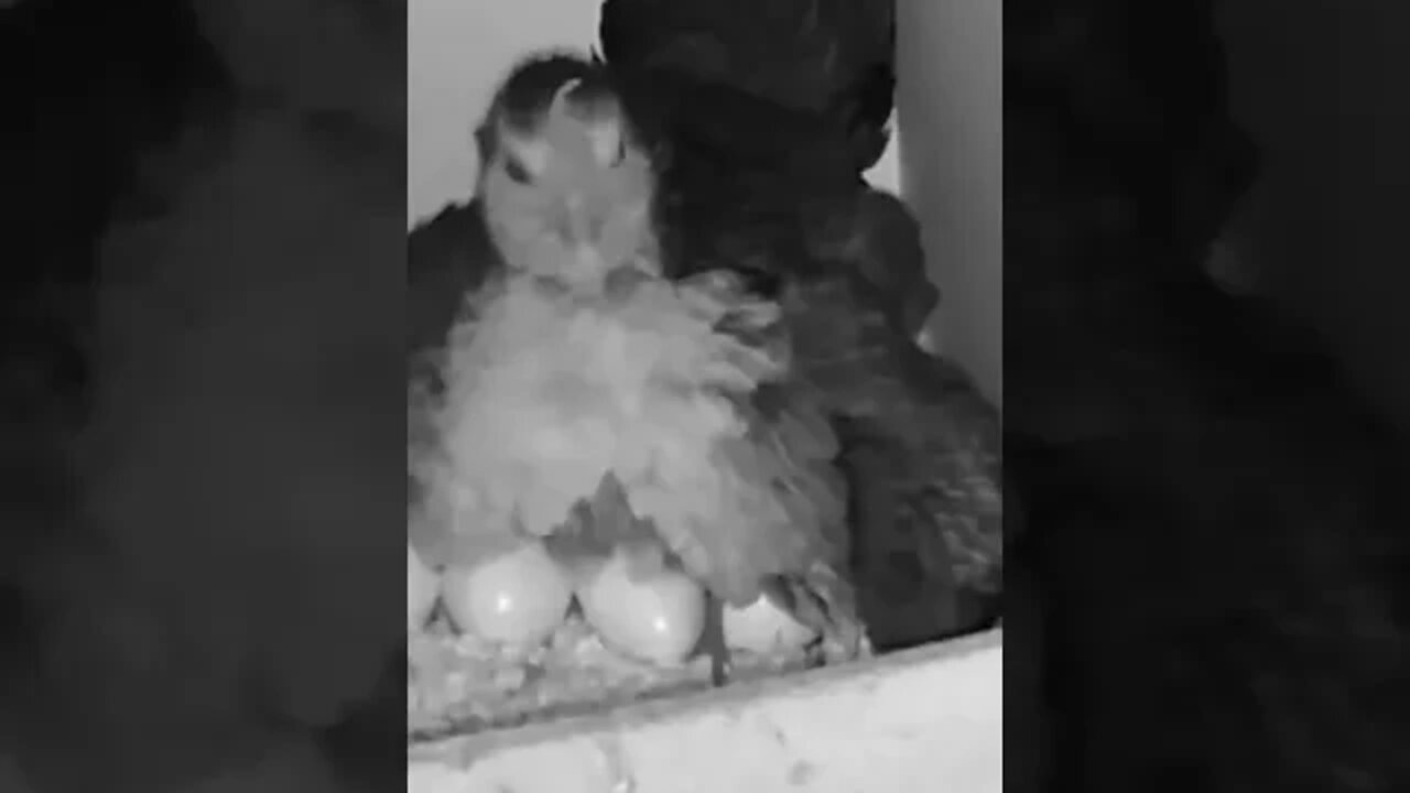 BABY CHICKS owner putting chick and eggs under hen for warmth