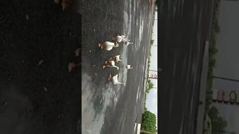 Duck Waking on the streets, Duck, Family, Duck Family, Duck Group, Group of Ducks, Ducks