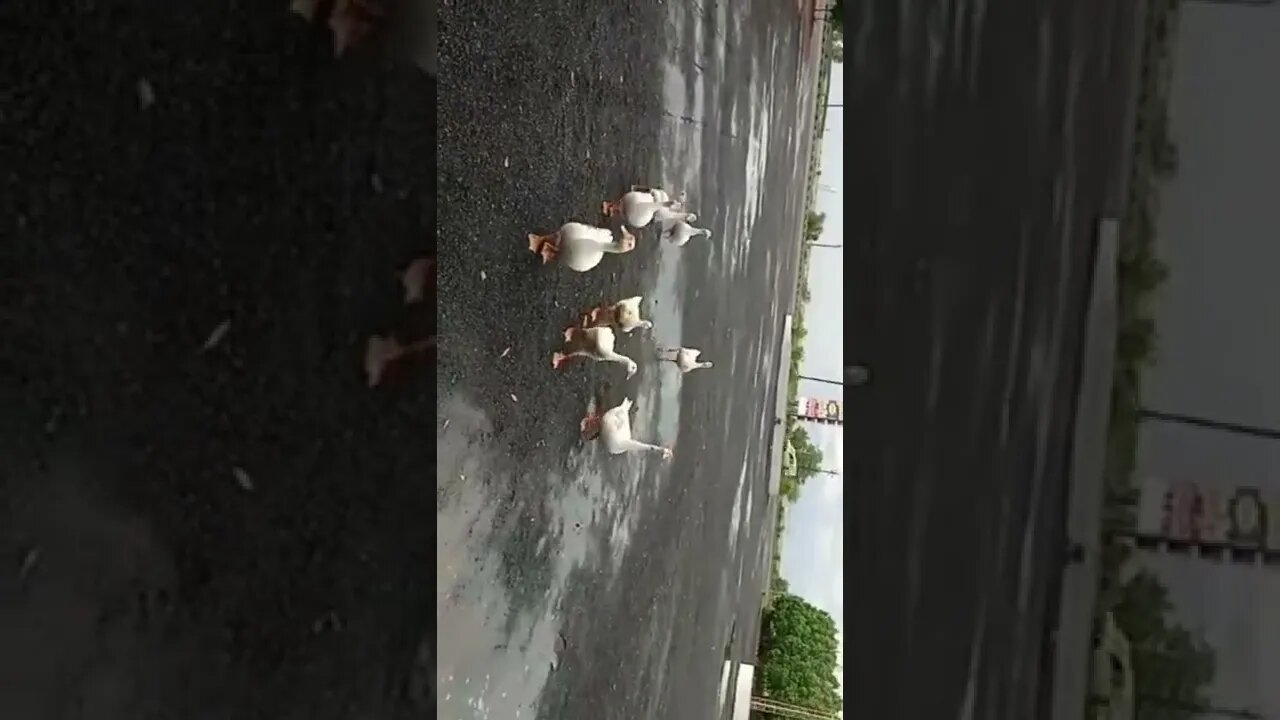 Duck Waking on the streets, Duck, Family, Duck Family, Duck Group, Group of Ducks, Ducks