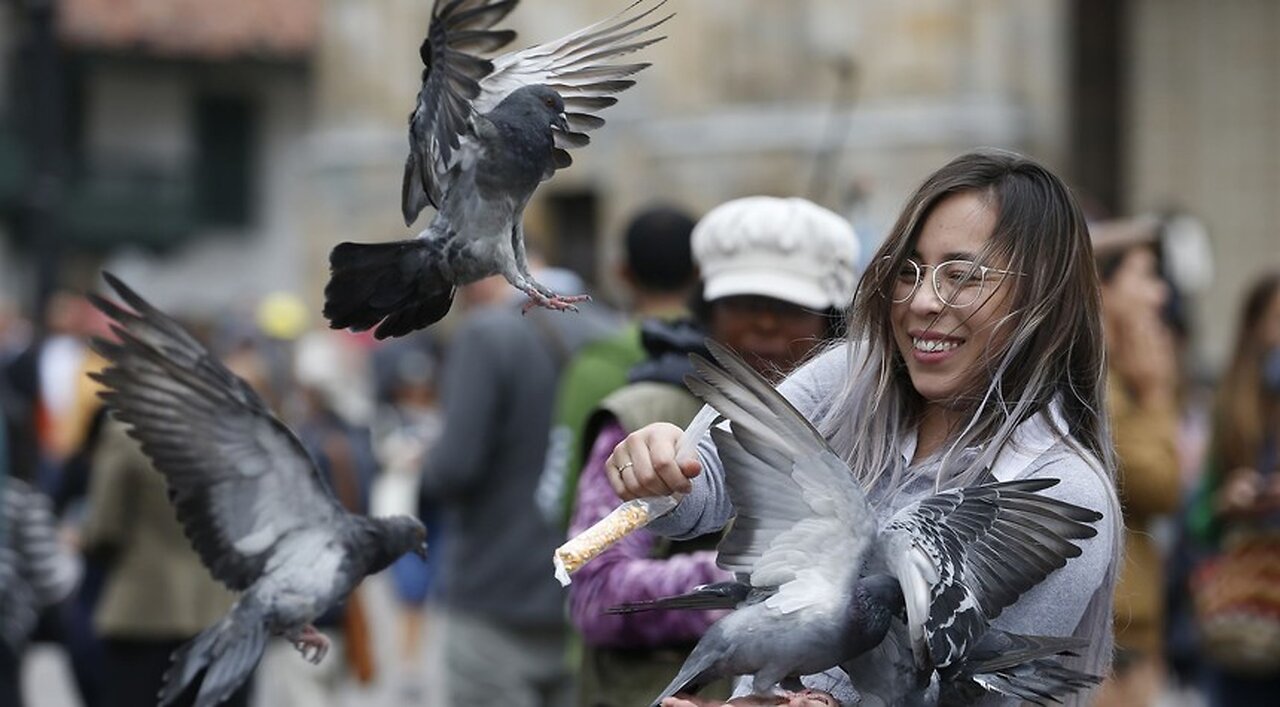 You Have a Better Chance of Teaching a Pigeon to Speak French Than Changing the Mind of a Diehard