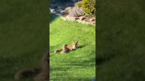 Foxes In Backyard April 21 2022 #Shorts