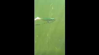 Underwater camera catches bass eating swim bait