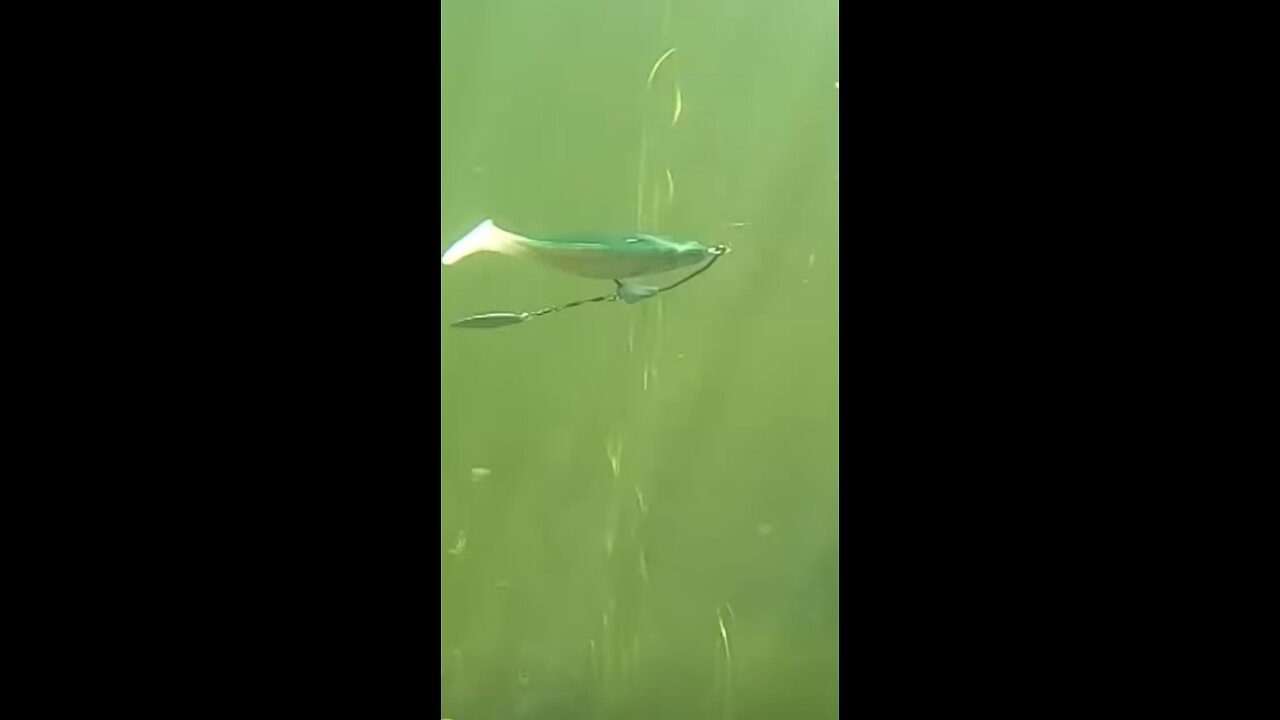 Underwater camera catches bass eating swim bait