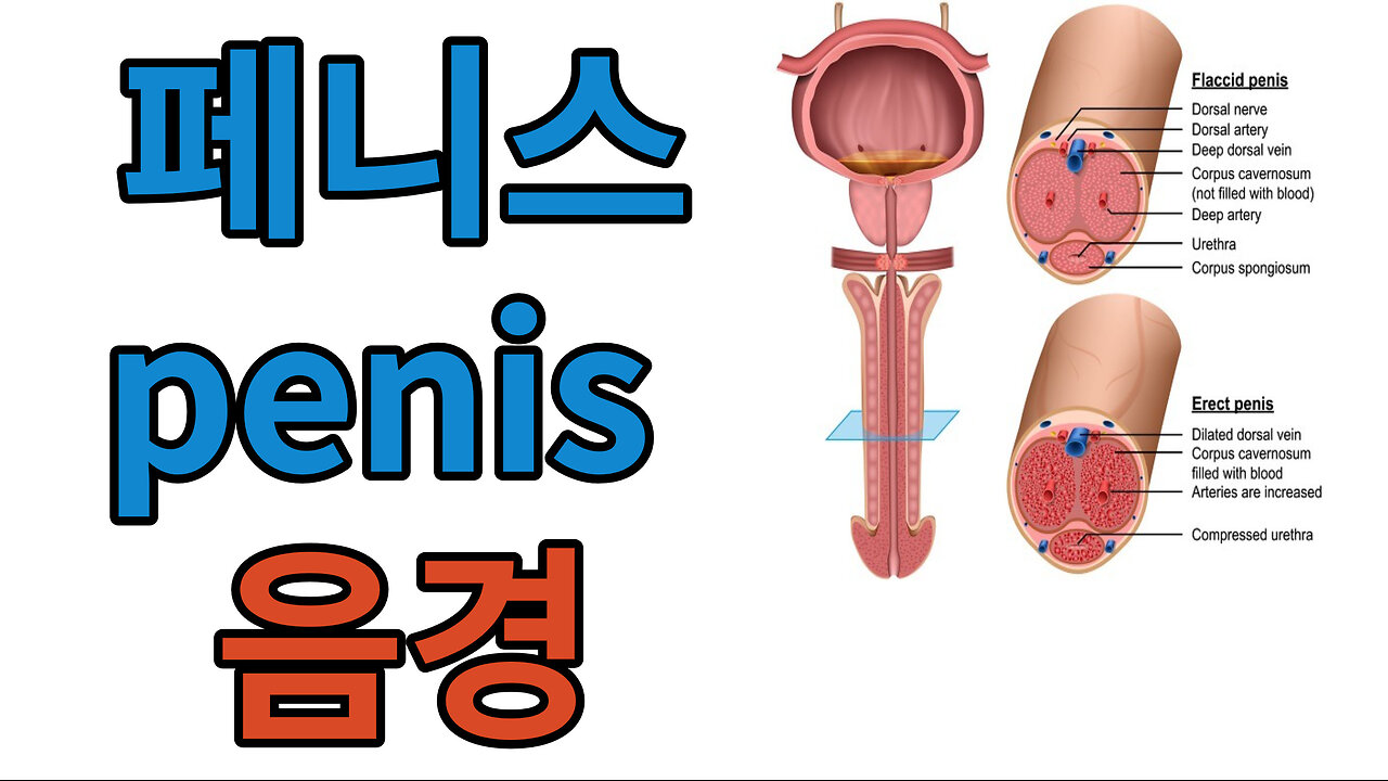 페니스penis▶▶ pen(뼈없이)+ is(섰어)⇒ 뼈(가) 없이 섰어 ㅣ 뼈(가) 안에 없어