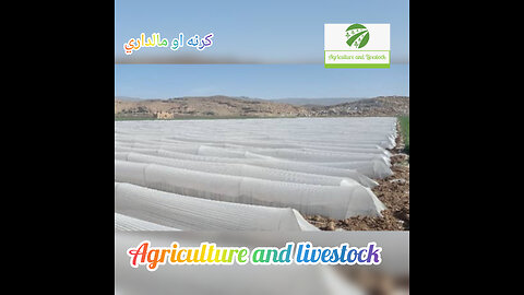 vegetables protection from cold weather