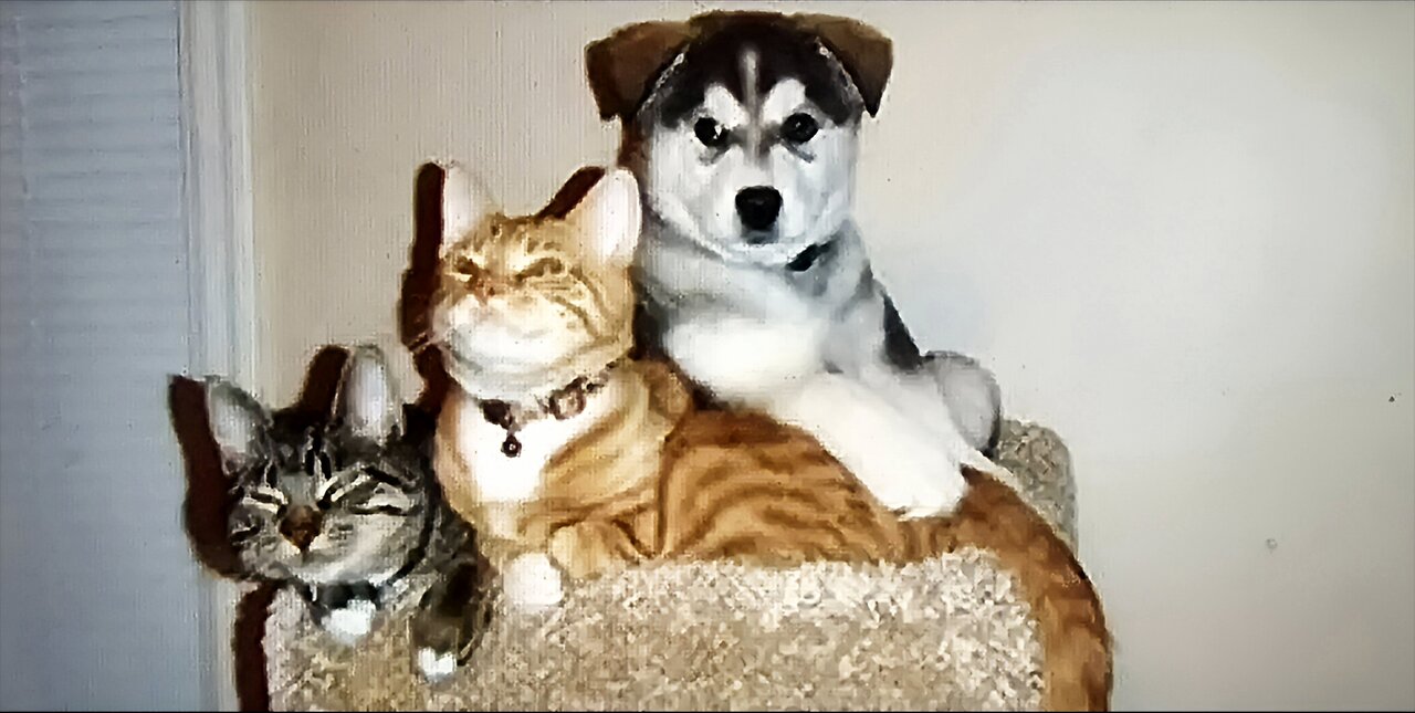 "Animal Antics: Hilarious Comedy with Our Furry Friends!"