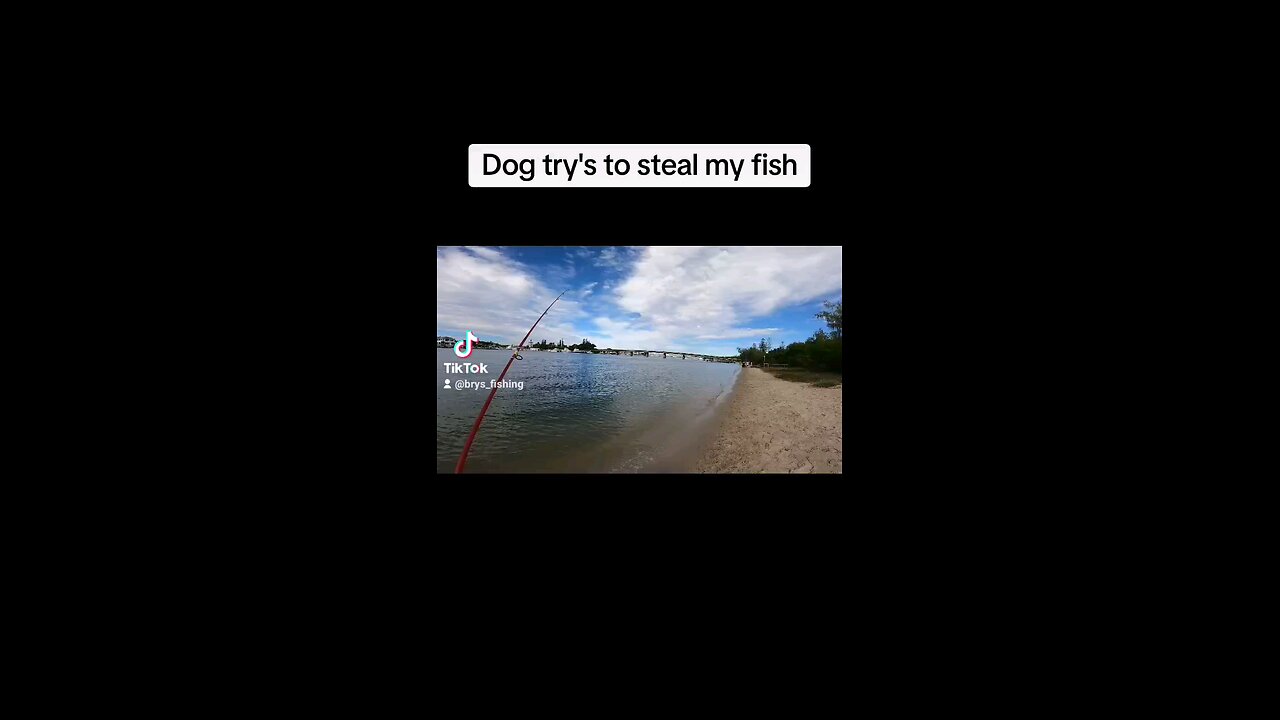 Dog try's to steal my fish