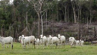 Capitalismo Malvadão Pecuária e Desmatamento — IDEIAS RADICAIS