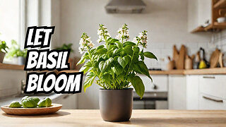 Unleash the Power of Basil 4 Reasons to Allow it to Bloom!