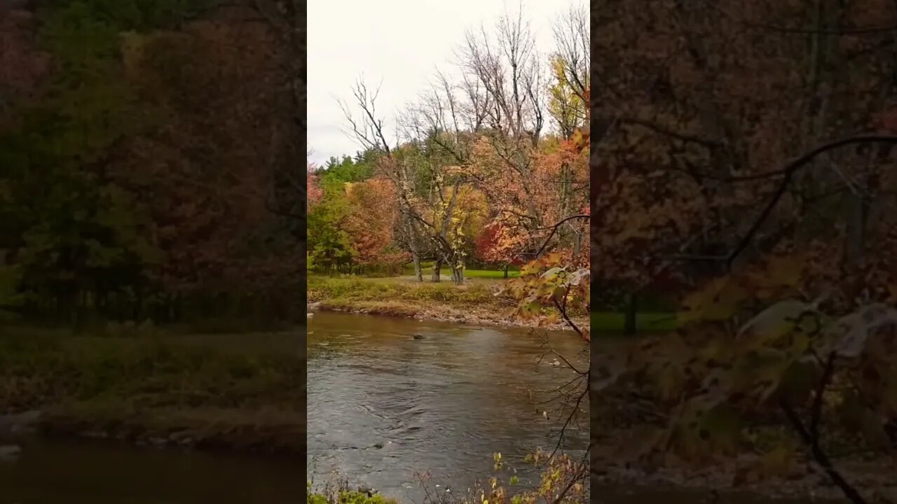 #autumn#water#amazing #fallingleaves#flowingwater#youtubeshorts#awesome#nature#naturephotography