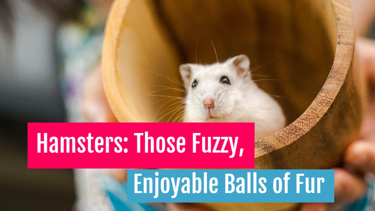 Hamsters Those Fuzzy, Enjoyable Balls of Fur