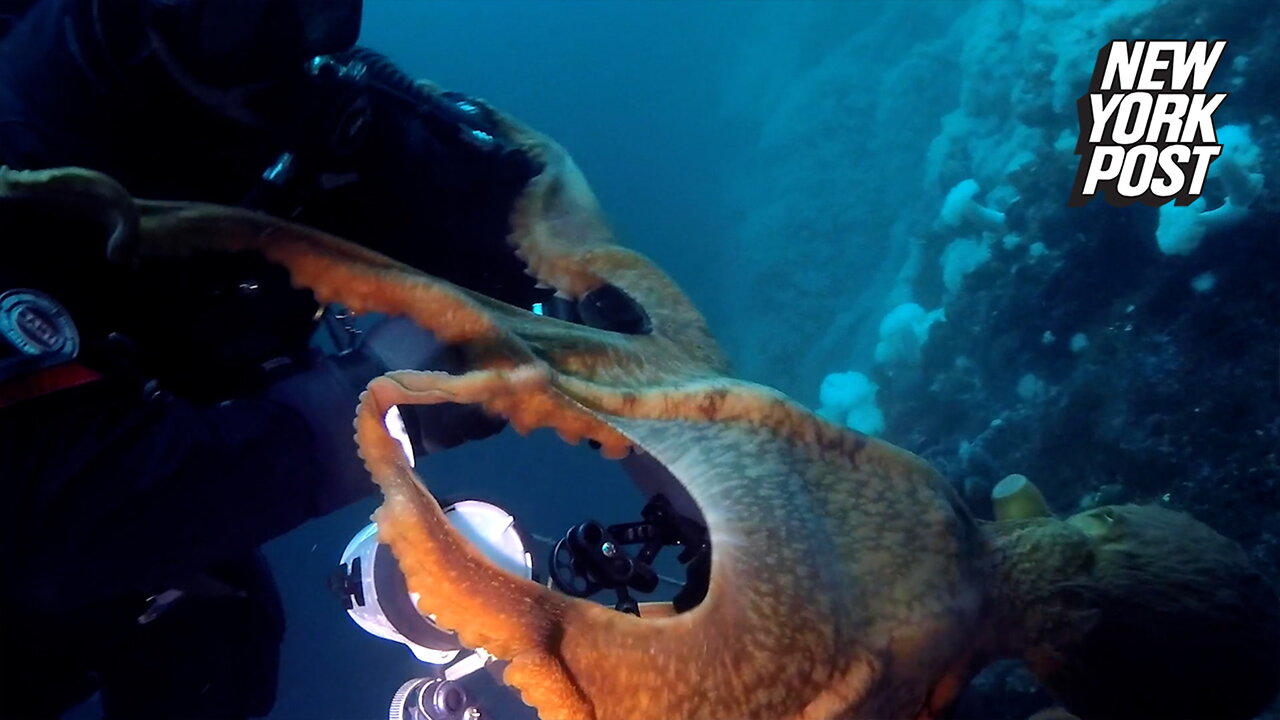 Octopus strangles diver at 40-feet underwater