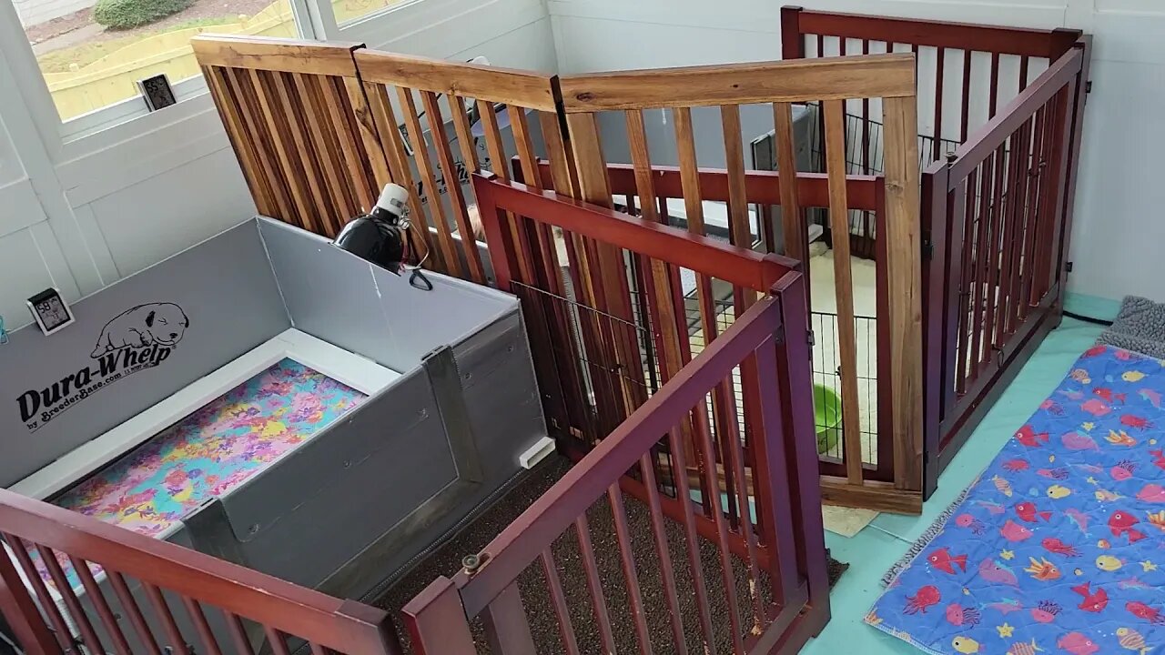 Preparing For M & N Litters