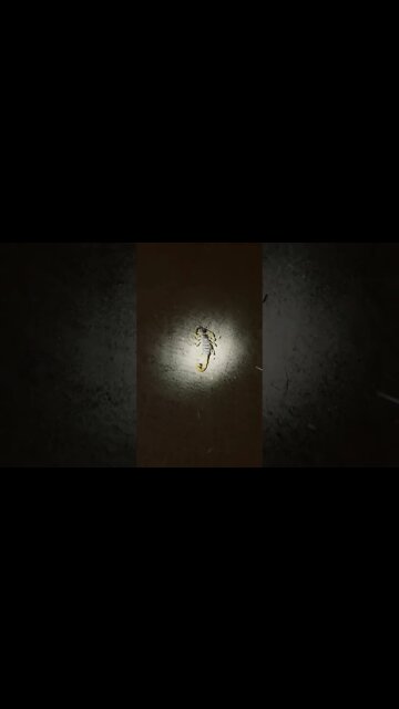 Scorpion 🦂 night ops