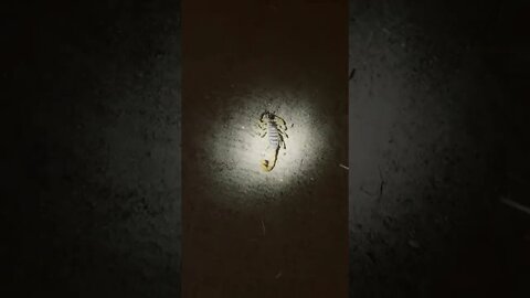 Scorpion 🦂 night ops